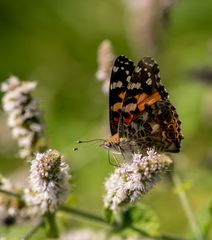 Distelfalter (Vanessa cardui)