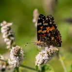 Distelfalter (Vanessa cardui)