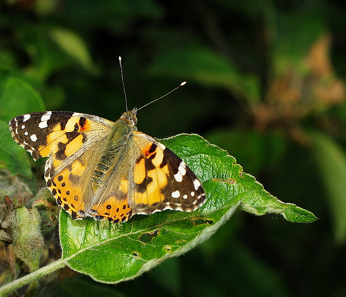 Distelfalter ((Vanessa cardui)