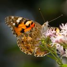 Distelfalter, Vanessa Cardui,