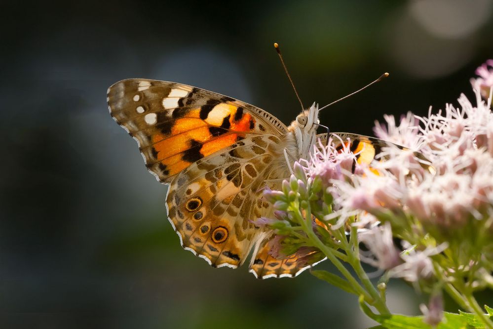 Distelfalter, Vanessa Cardui,