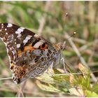 Distelfalter (Vanessa cardui)