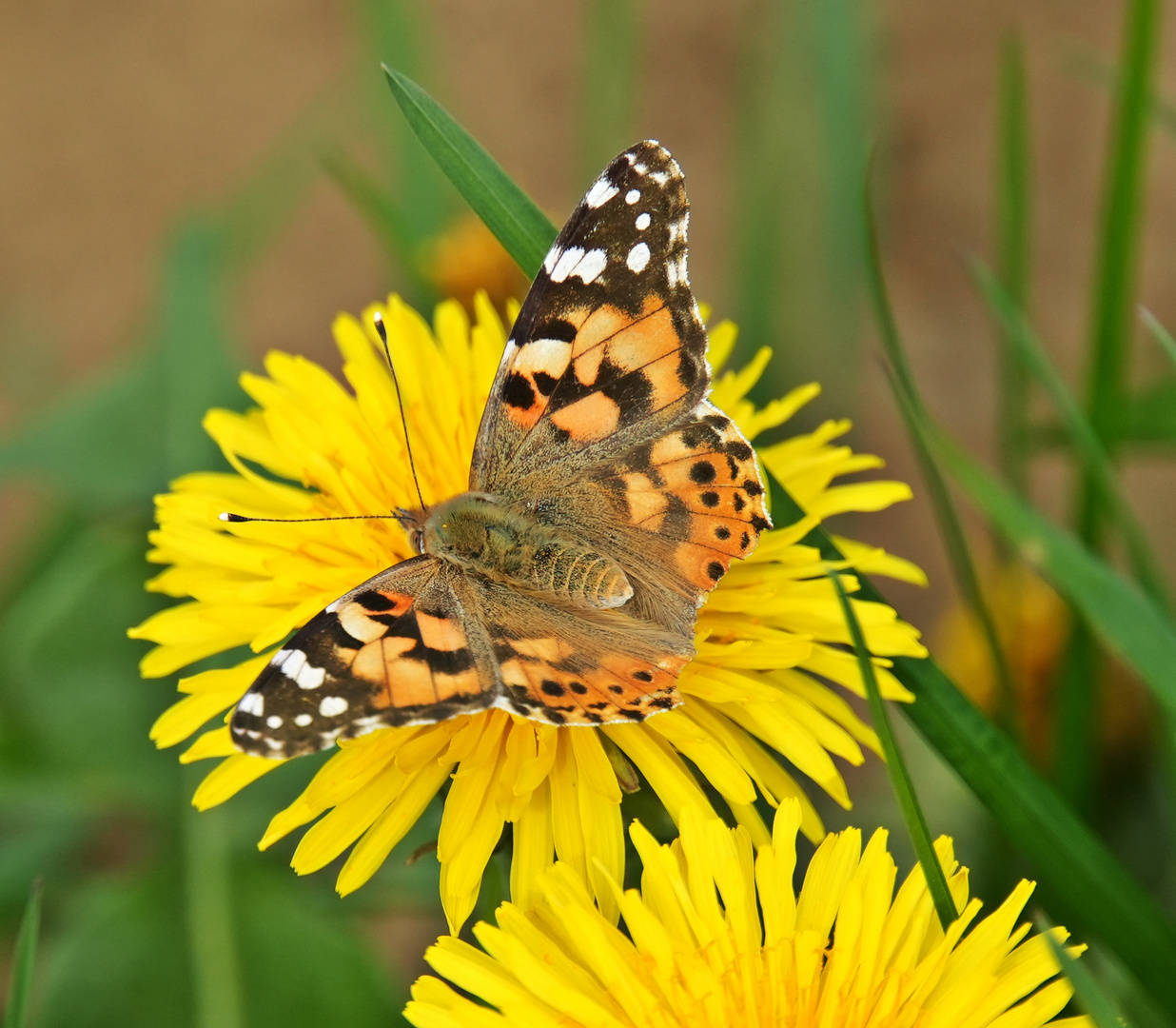 Distelfalter, Vanessa cardui