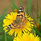 Distelfalter, Vanessa cardui