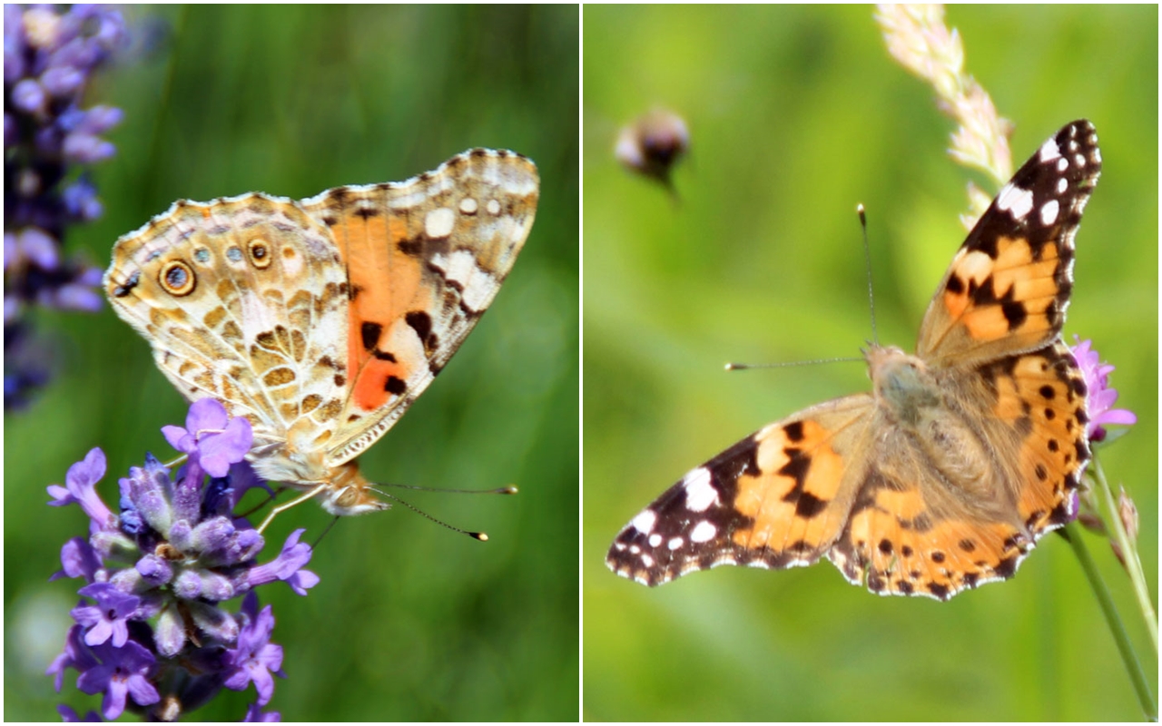  Distelfalter - Vanessa cardui