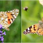  Distelfalter - Vanessa cardui