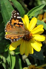 Distelfalter (Vanessa cardui)