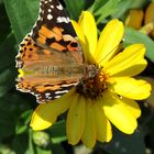 Distelfalter (Vanessa cardui)