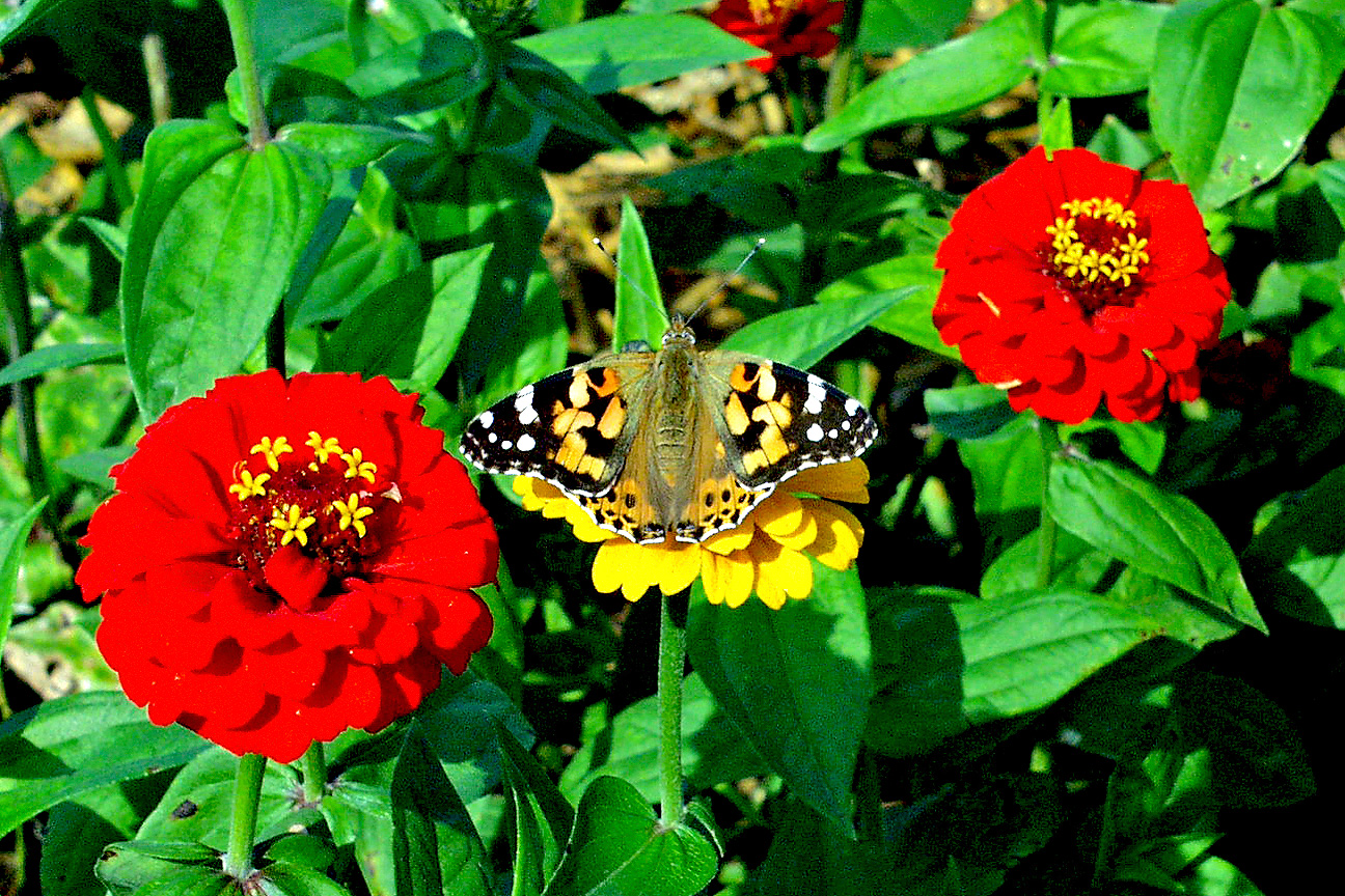 Distelfalter (Vanessa cardui) .......