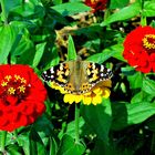 Distelfalter (Vanessa cardui) .......