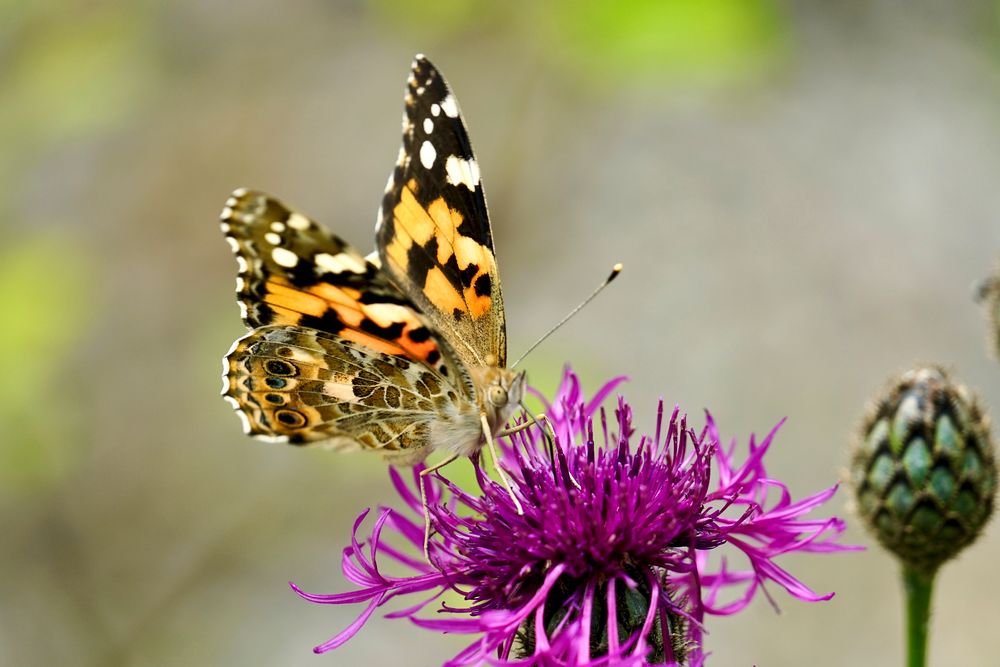 Distelfalter (Vanessa cardui)