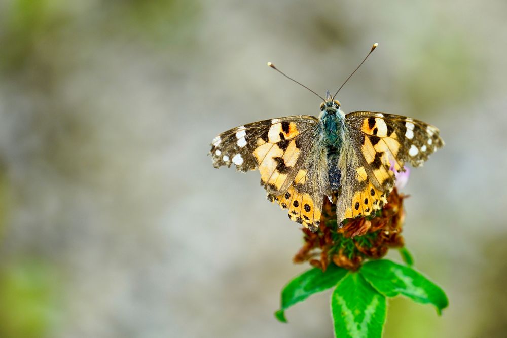 Distelfalter (Vanessa cardui)