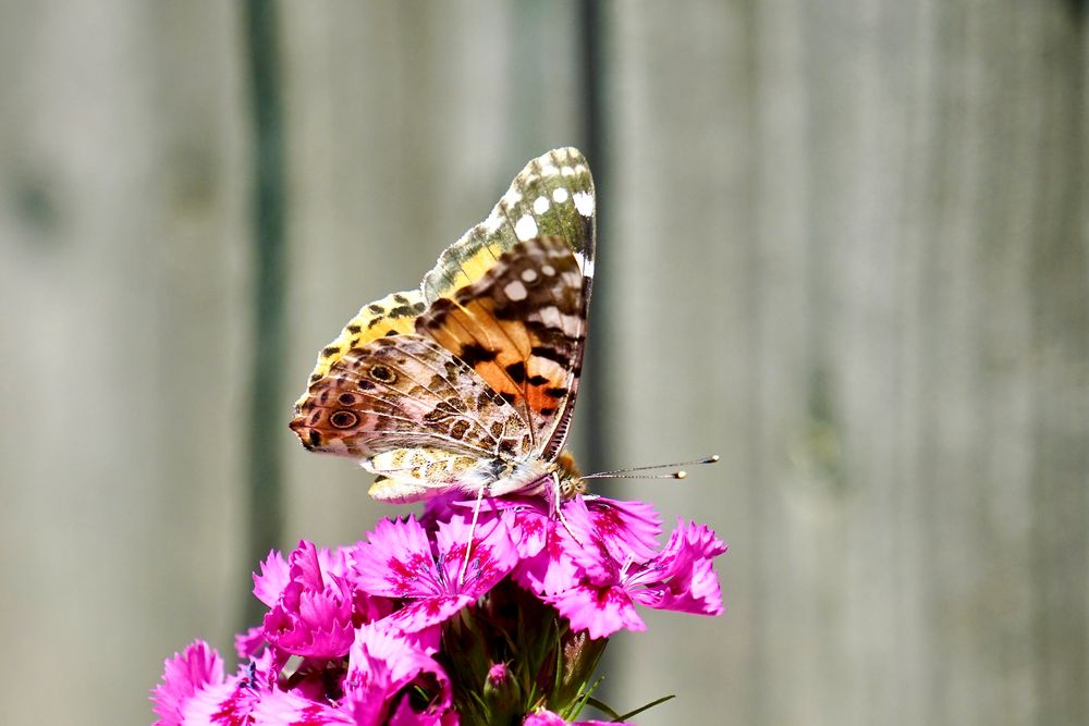 Distelfalter (Vanessa cardui)