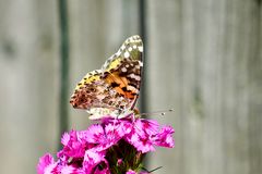 Distelfalter (Vanessa cardui)