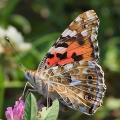 Distelfalter (Vanessa cardui)