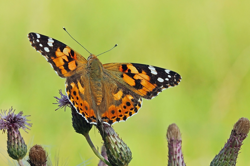 Distelfalter (Vanessa cardui)