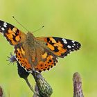 Distelfalter (Vanessa cardui)