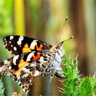 Distelfalter (Vanessa cardui)