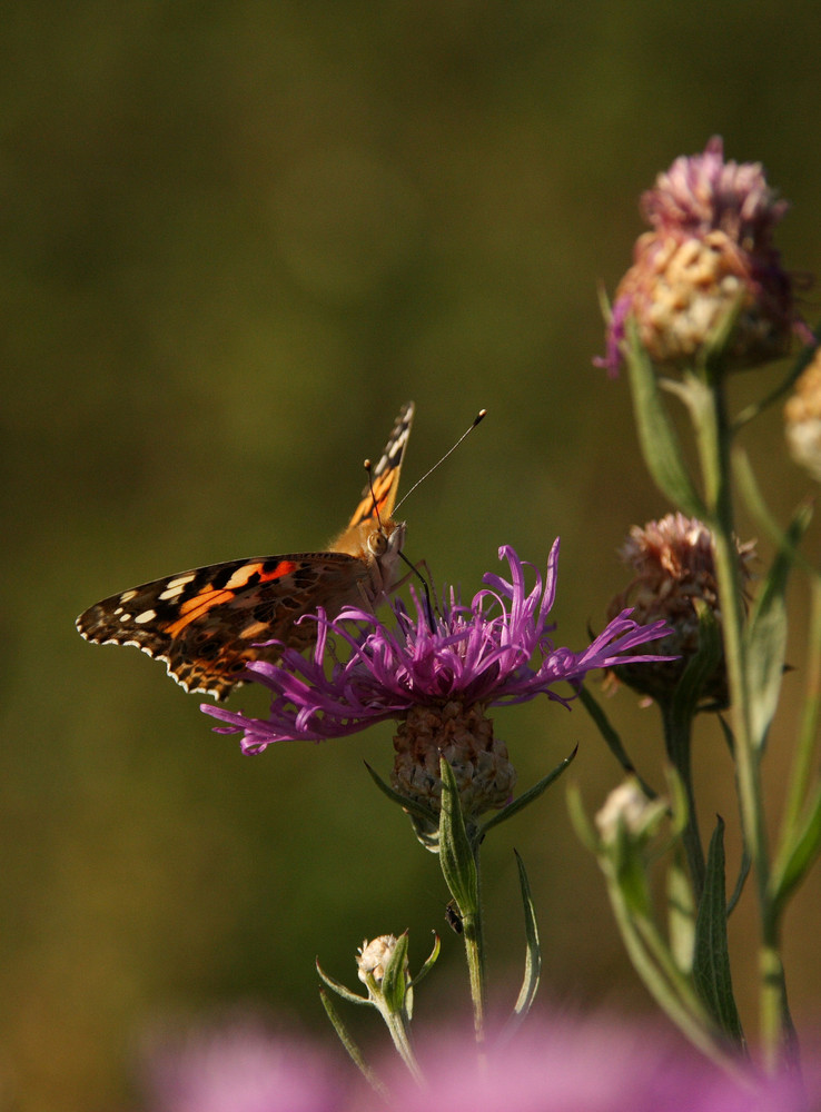 Distelfalter (Vanessa cardui)