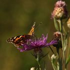 Distelfalter (Vanessa cardui)