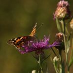 Distelfalter (Vanessa cardui)