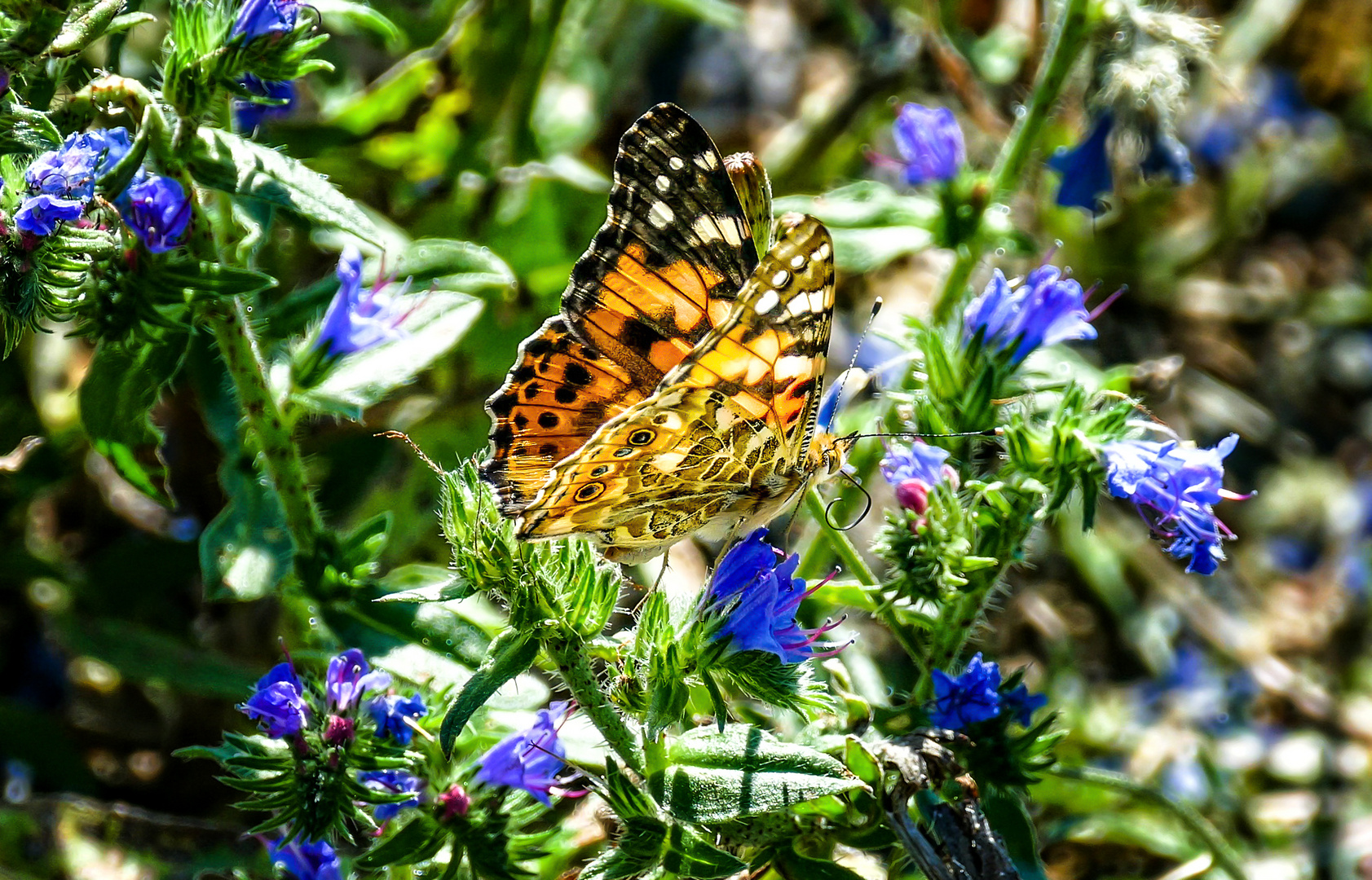  "Distelfalter (Vanessa cardui)!"