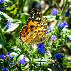  "Distelfalter (Vanessa cardui)!"