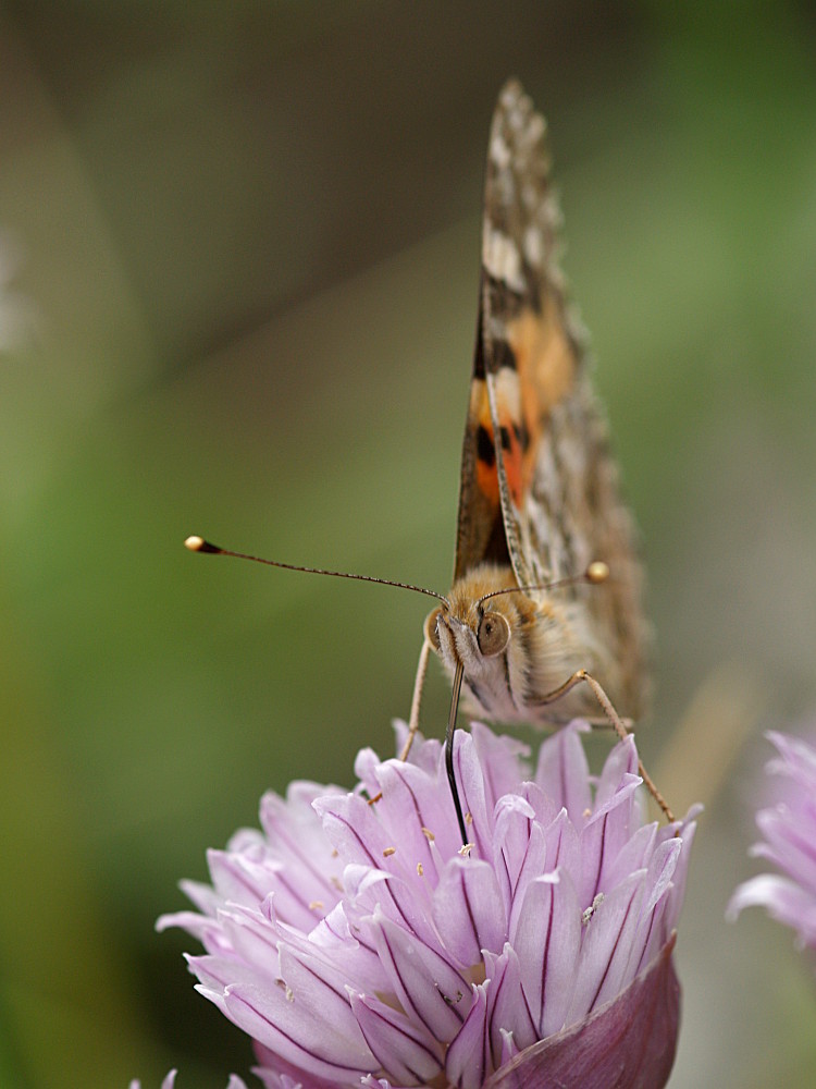 Distelfalter Vanessa cardui von Oliver Gutknecht 