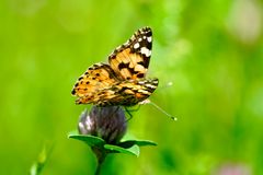 Distelfalter (Vanessa cardui)