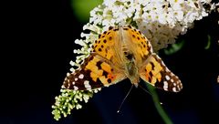 Distelfalter (Vanessa cardui)