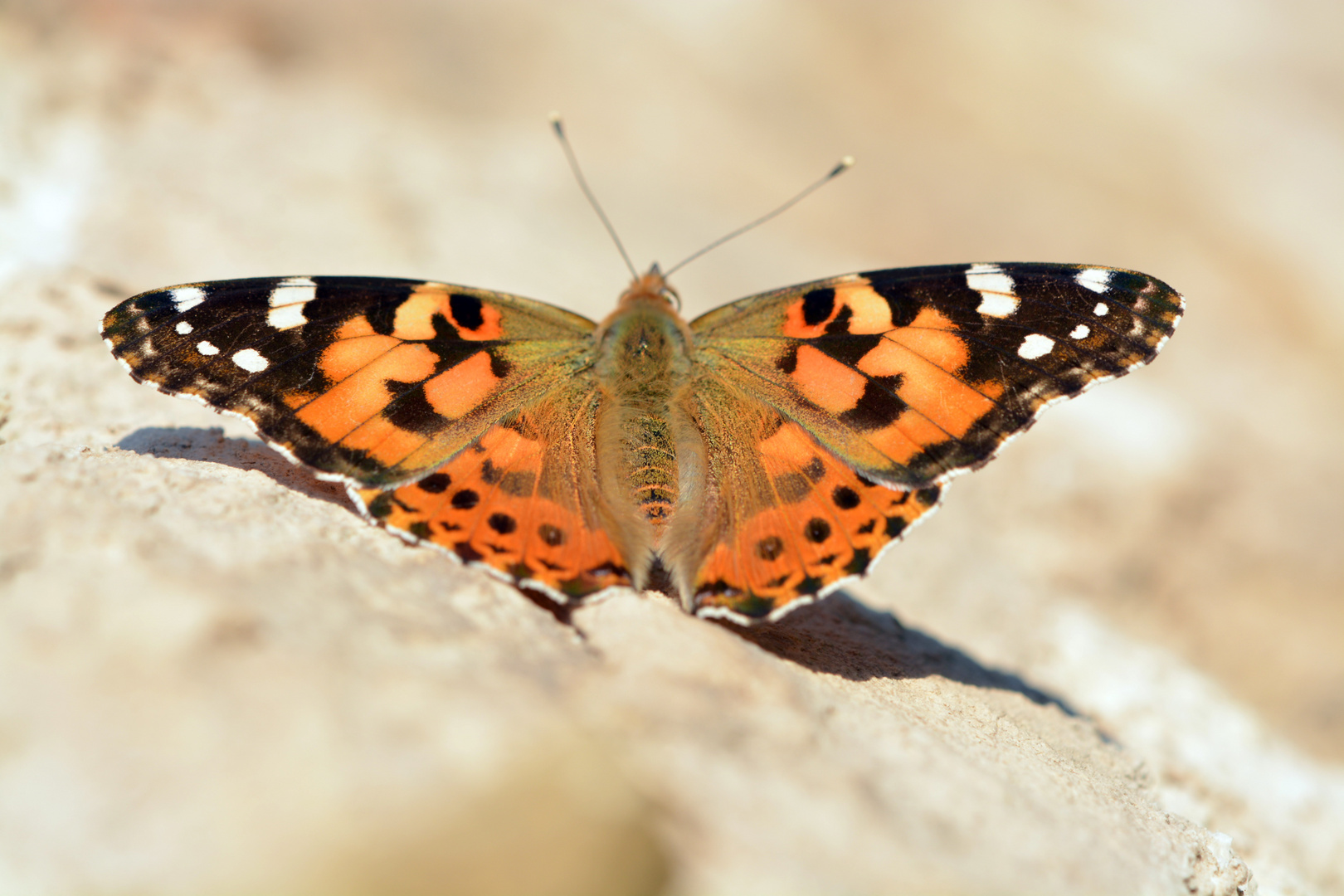 Distelfalter, Vanessa Cardui