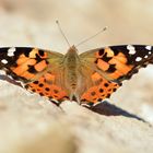 Distelfalter, Vanessa Cardui