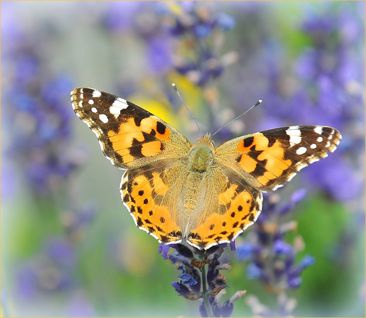 Distelfalter (vanessa cardui)