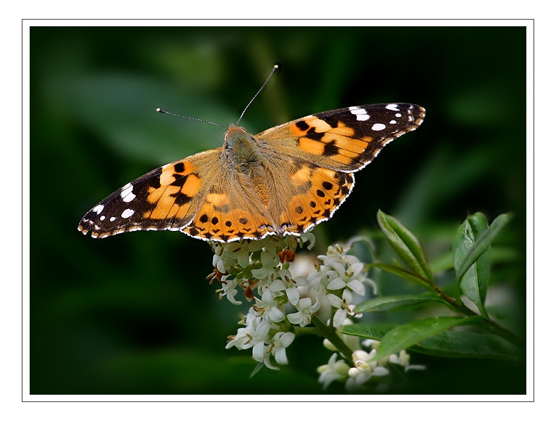 Distelfalter  [ Vanessa cardui ]