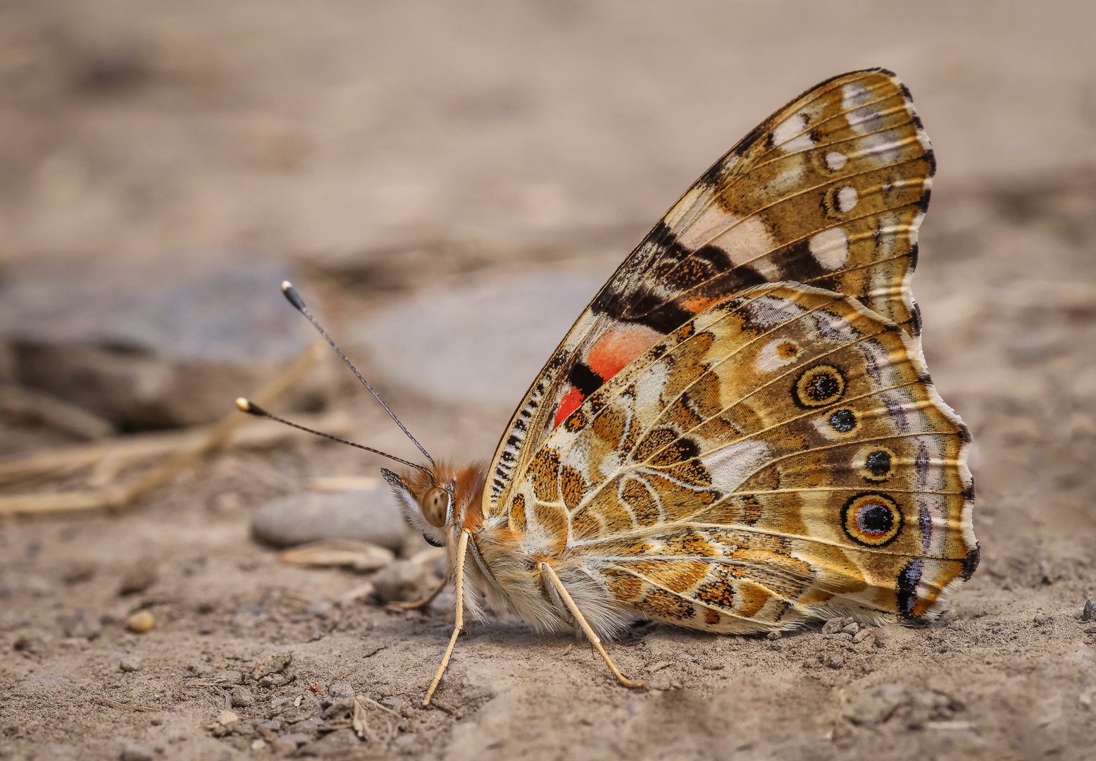 Distelfalter (Vanessa cardui) 