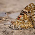 Distelfalter (Vanessa cardui) 