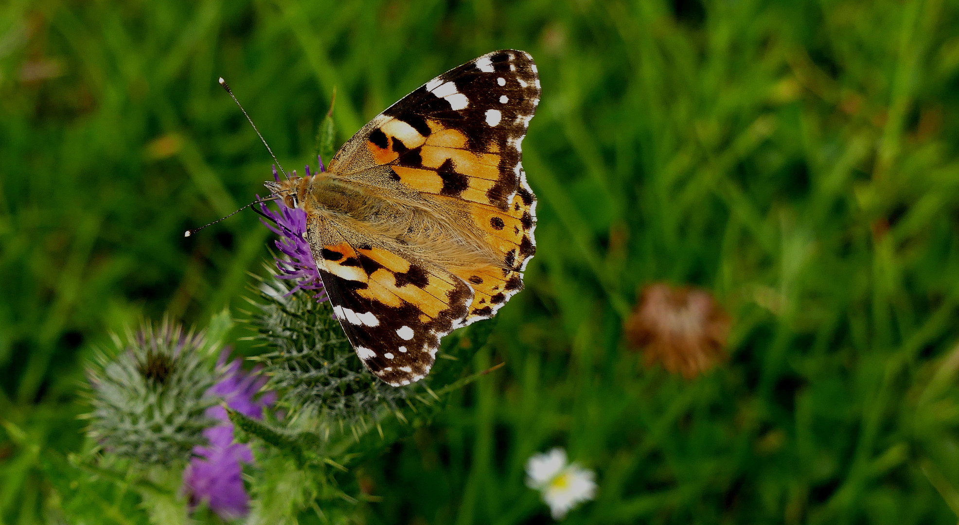 "Distelfalter" (Vanessa cardui) ...