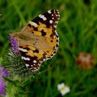 "Distelfalter" (Vanessa cardui) ...