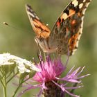 Distelfalter (Vanessa cardui)