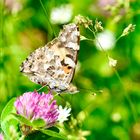 Distelfalter (Vanessa cardui)