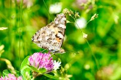 Distelfalter (Vanessa cardui)