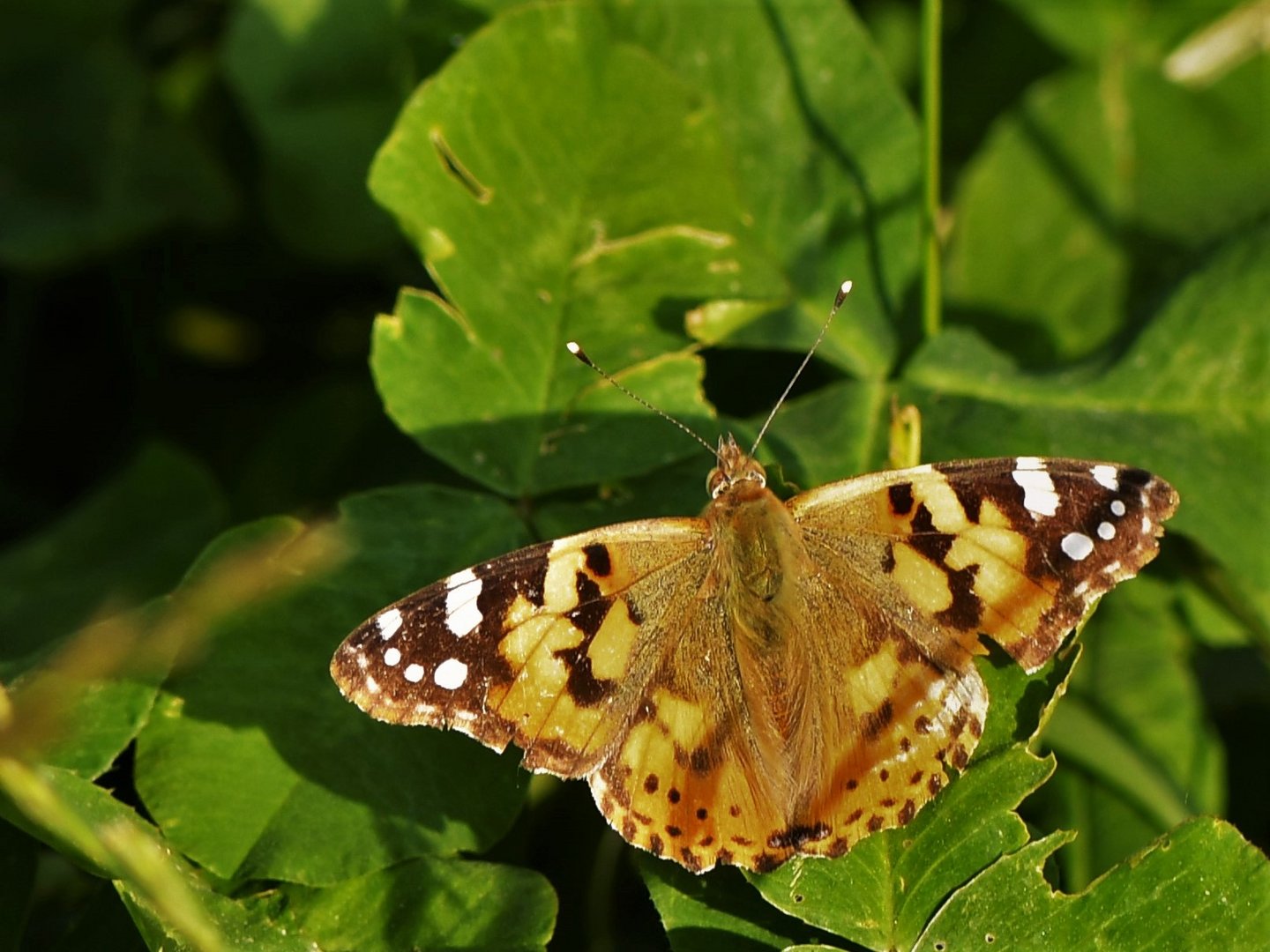 Distelfalter (Vanessa cardui )