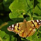 Distelfalter (Vanessa cardui )