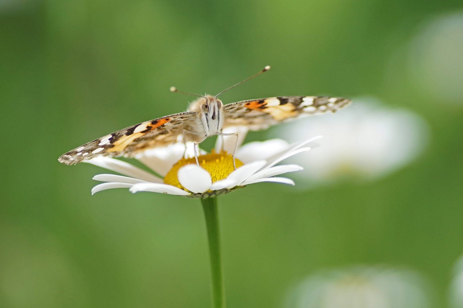 Distelfalter (Vanessa cardui)