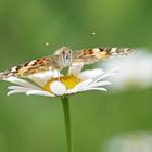 Distelfalter (Vanessa cardui)