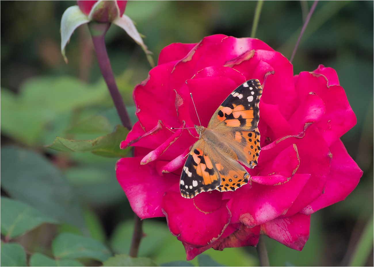 Distelfalter (Vanessa cardui)