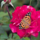 Distelfalter (Vanessa cardui)