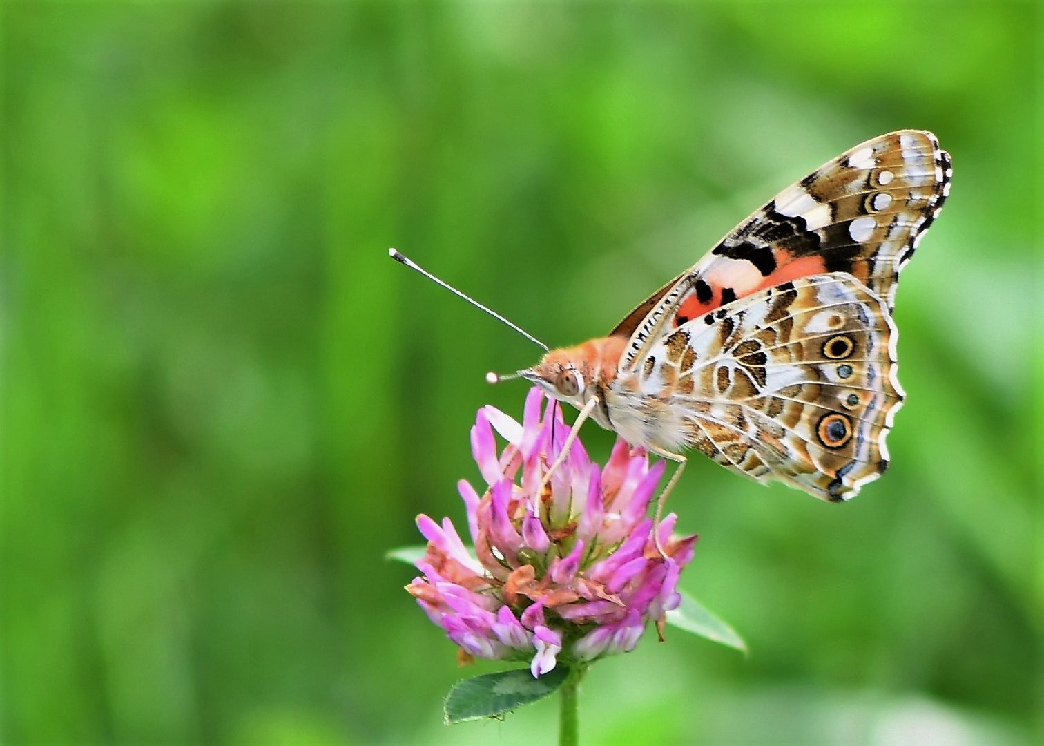 Distelfalter (Vanessa cardui)