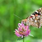 Distelfalter (Vanessa cardui)