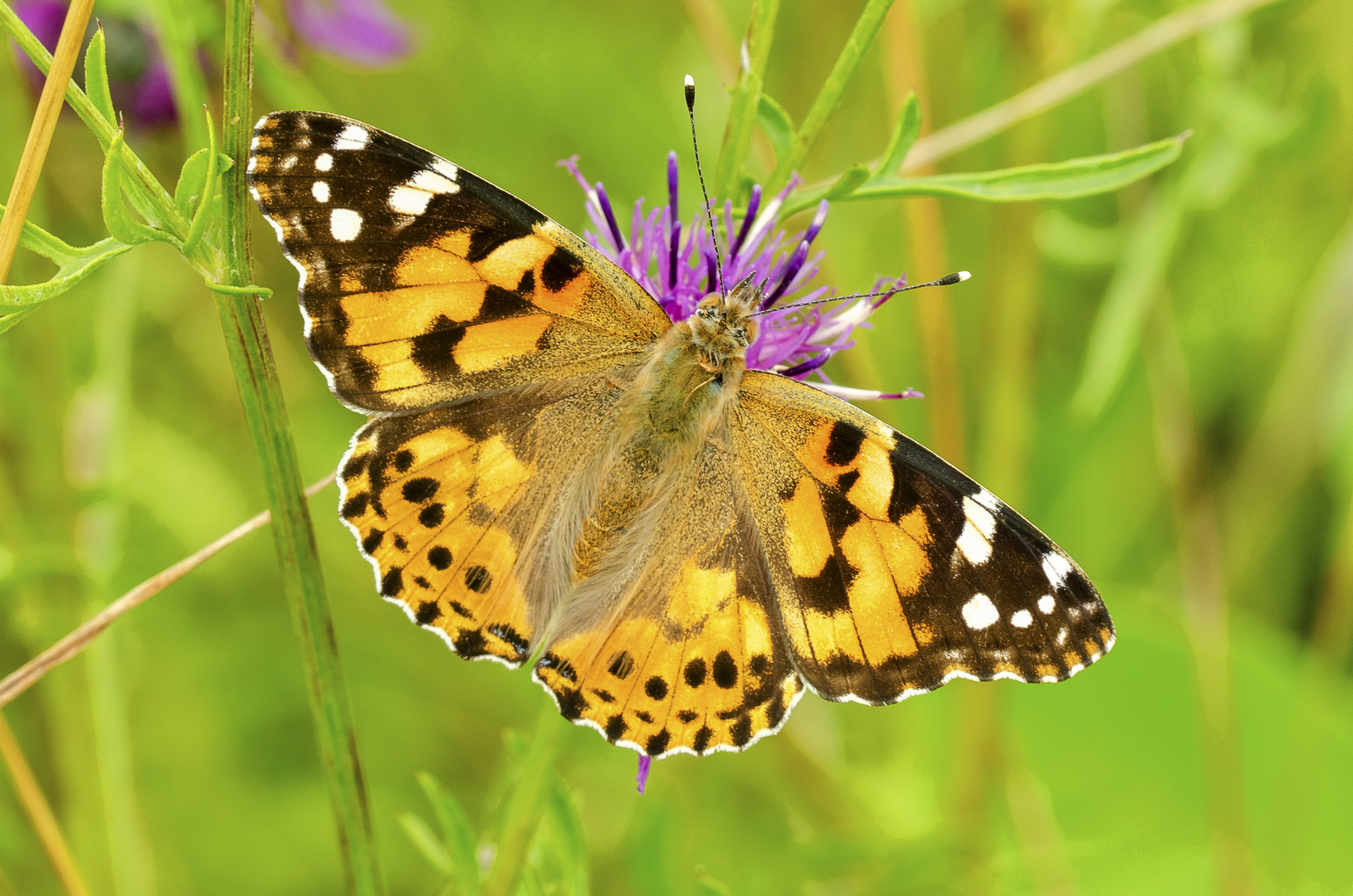 Distelfalter (Vanessa cardui)